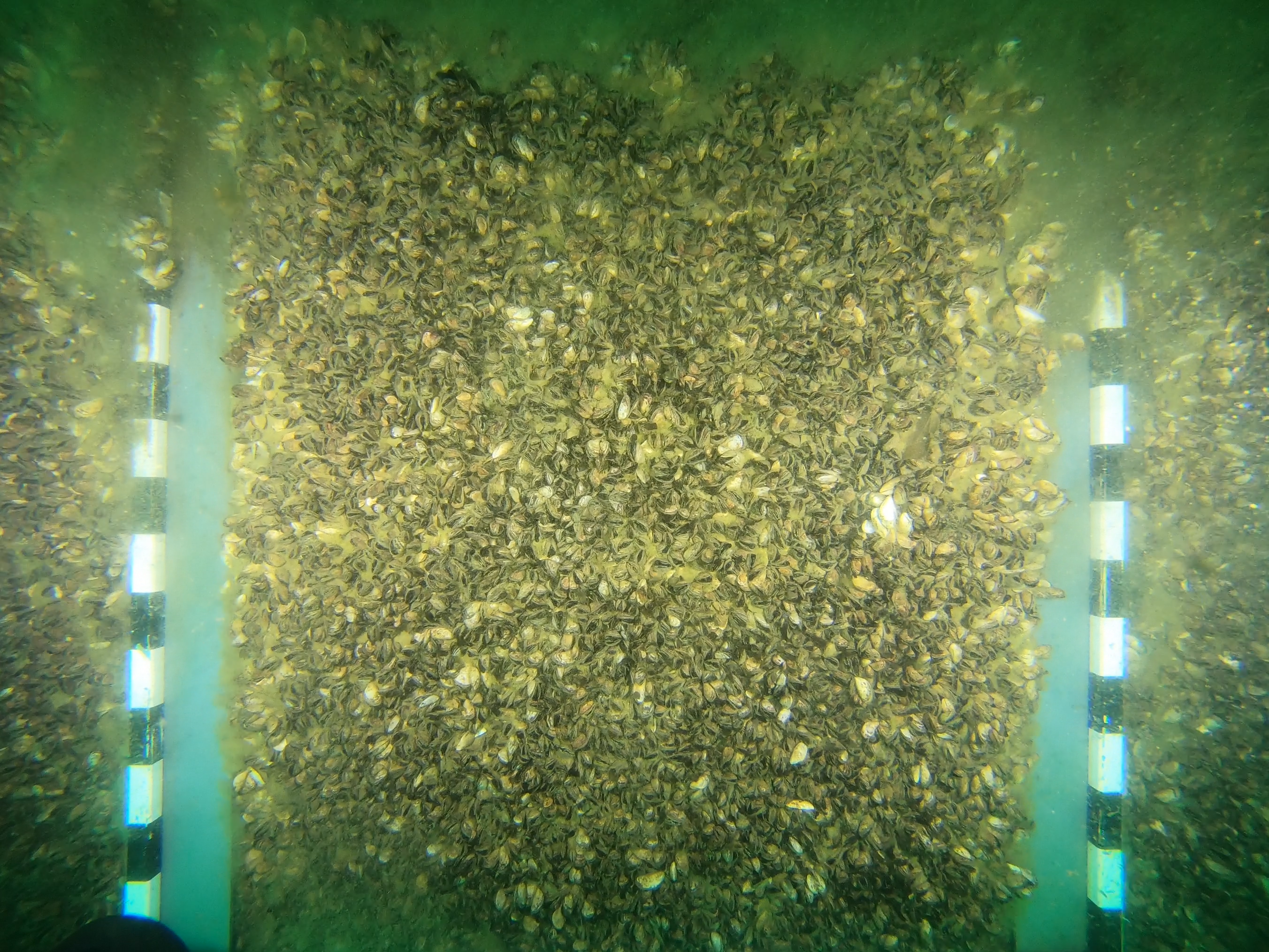 Qua2_1_P1_W